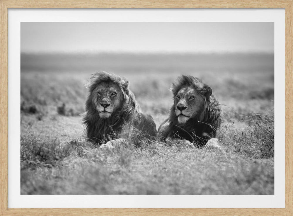A framed black and white photograph of two majestic male lions with full manes, lying side-by-side in the tall grass of the African savanna, looking alertly forward. Wall Art