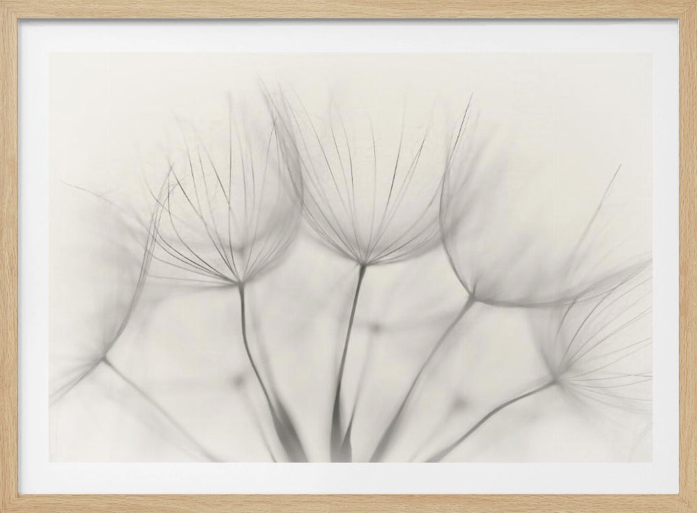 A soft-focus, monochrome macro photograph of several delicate dandelion seeds against a light cream background, presented in a silver frame. Artwork