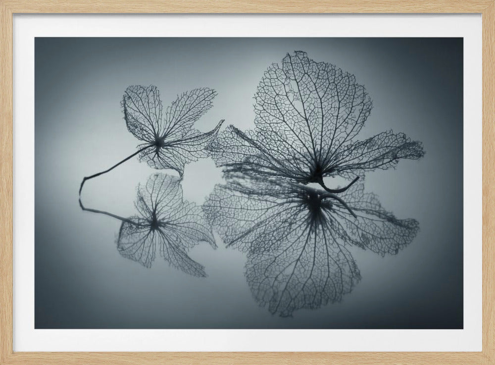 A framed, monochromatic photograph of two delicate skeleton flowers resting on a reflective surface. The intricate, web-like veins of the dried flowers are shown in close-up detail, and their faint reflections are visible below. The background is a soft, out-of-focus gray gradient. Artwork