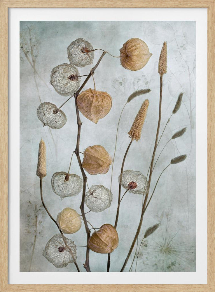 A delicate botanical still life photograph featuring dried Chinese lantern plants and various grasses against a textured, muted sage green background. Some of the lantern husks are solid and papery brown, while others are skeletal, showing the intricate vein structure. Print