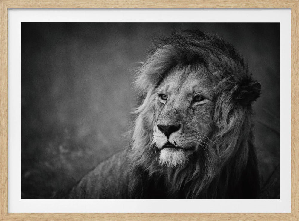 A framed, dramatic black and white close-up photograph of a majestic male lion. The lion has a full, shaggy mane and a scarred face, with an intense and thoughtful gaze directed off to the side. The lighting highlights the texture of his fur and mane against a soft-focus background. Print