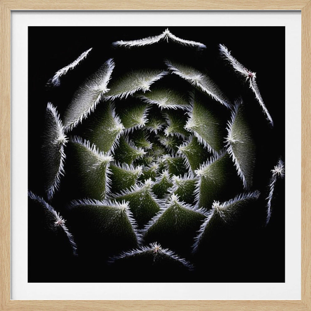 A dramatic, top-down macro photograph of a spiral succulent against a solid black background. The dark green, triangular leaves are outlined with a fine, white, fuzzy fringe, creating a mesmerizing geometric pattern that draws the eye to the center. The image is presented within a light wood frame. Decor