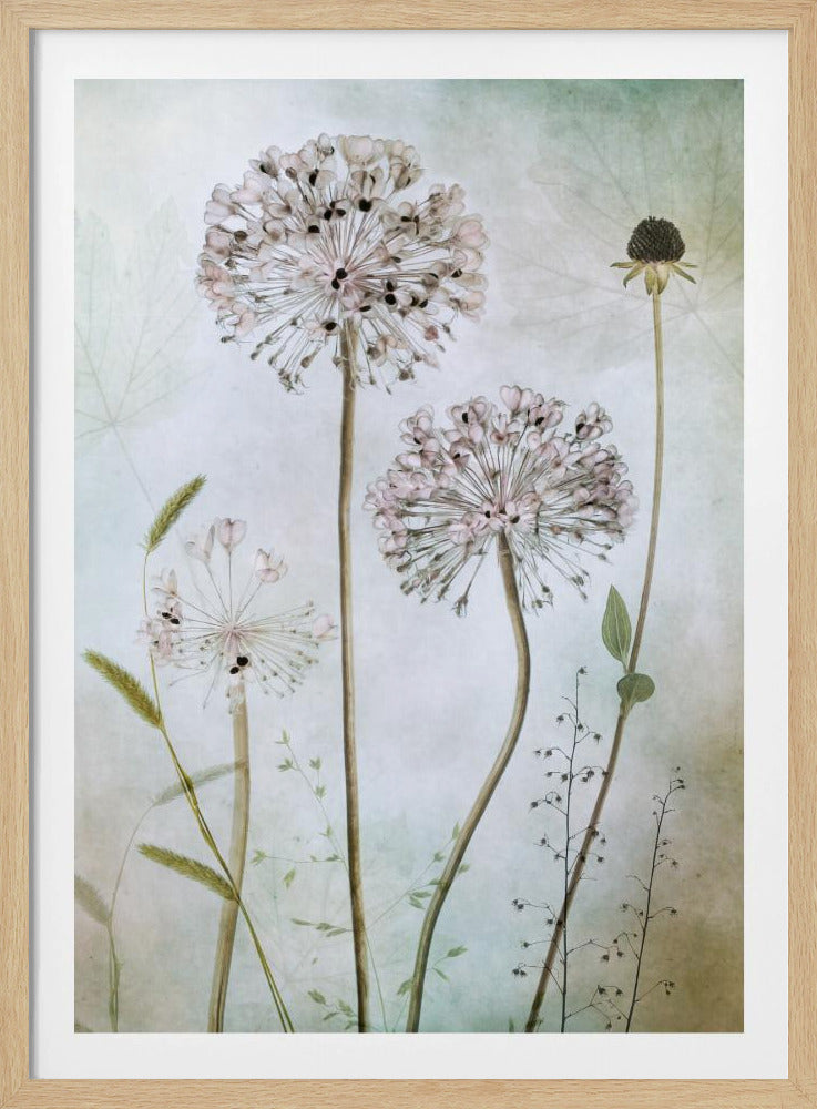A framed botanical artwork featuring a variety of delicate wildflowers, including several large, round, light pink allium heads with dark centers, on long slender stems against a pale, textured green and beige background. Decor