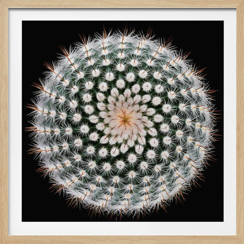 A macro, top-down photograph of a spherical cactus with dense white spines forming a spiral pattern against a stark black background. The artwork is presented in a light wood frame. Artwork