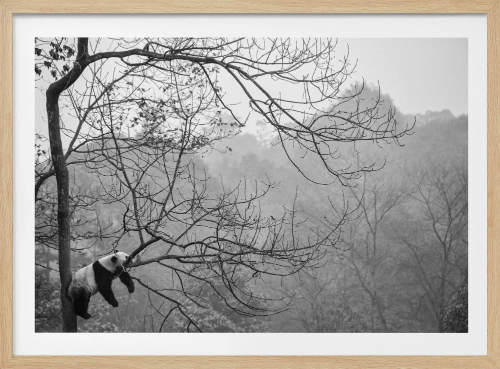 A framed, black and white photograph of a playful giant panda climbing up a bare tree. The background features a misty forest landscape with more leafless trees, creating a serene and atmospheric scene. Poster