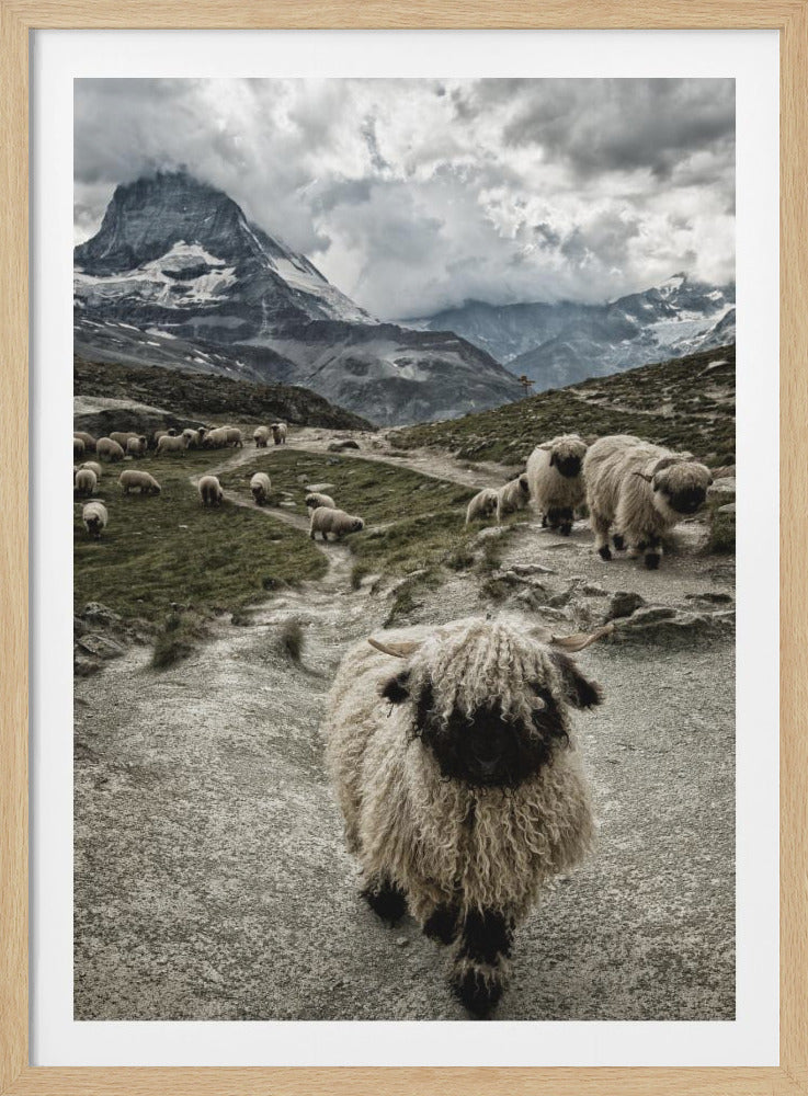A vertical photograph of a flock of Valais Blacknose sheep on a winding path in a mountain valley, with a large, shaggy sheep in the foreground and the cloud-covered peak of the Matterhorn in the background. Print