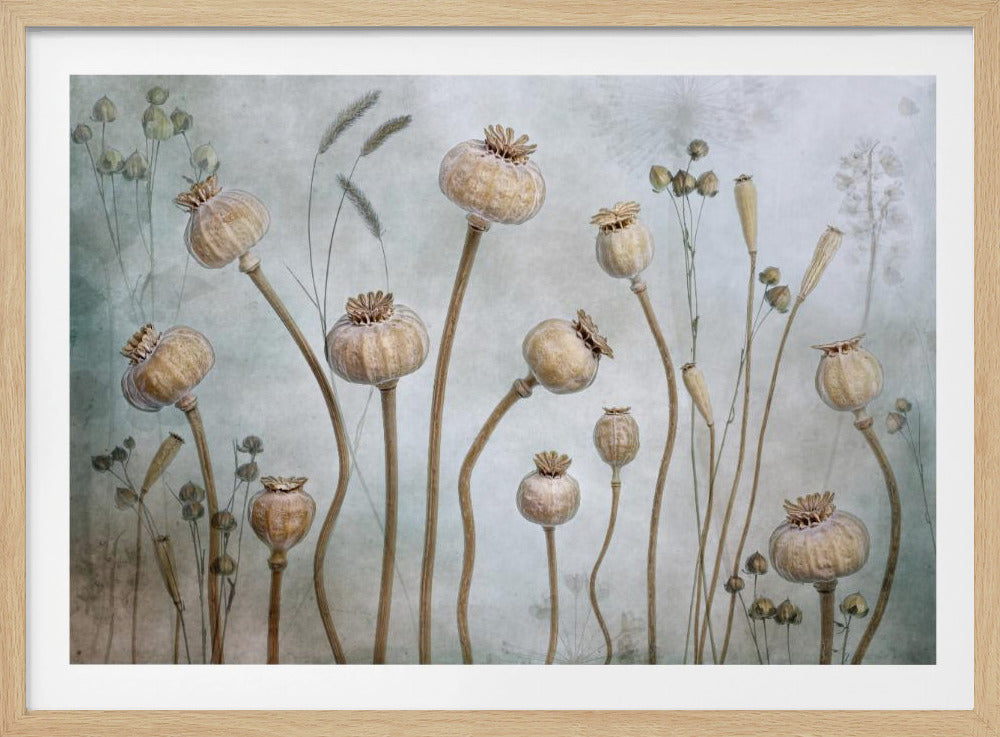 A framed artwork depicting a collection of dried poppy seed heads on long, elegant stems, arranged against a soft, textured sage green background with faint outlines of other plants. Wall Art