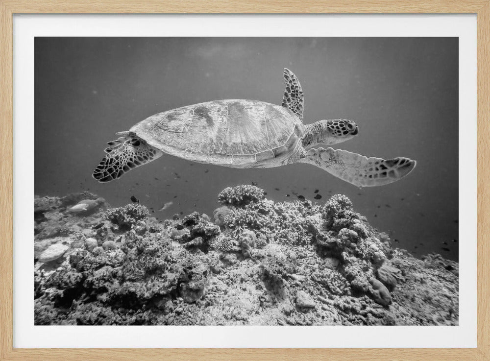 A framed, black and white underwater photograph of a sea turtle swimming gracefully over a coral reef. The turtle is viewed from the side, its flippers extended as if it's flying through the water. Decor