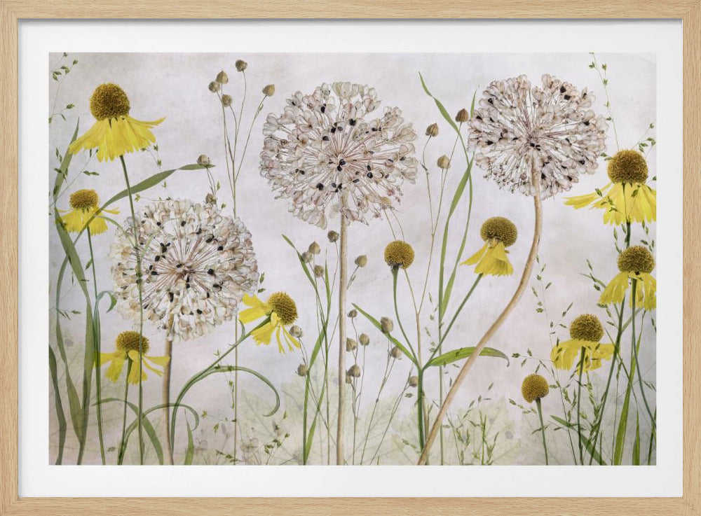 A framed botanical artwork featuring a delicate arrangement of pressed and dried flowers. Large, spherical white allium seed heads stand tall among numerous yellow coneflowers with prominent centers. Slender green stems and leaves fill the composition against a soft, light-textured background, creating a serene, natural scene. Decor