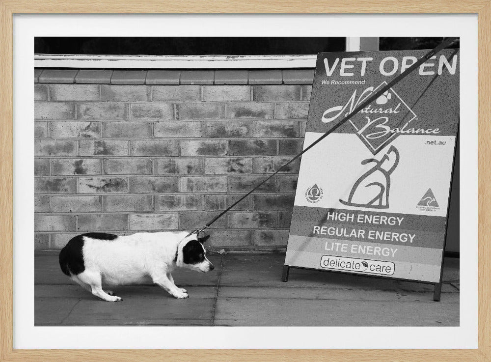 A framed, black and white photograph of a small, stout, black and white dog on a leash. The dog is crouched low and appears to be stubbornly resisting being pulled towards a large A-frame sign that reads 'VET OPEN' and advertises 'Natural Balance' dog food, with options like 'HIGH ENERGY' and 'LITE ENERGY', creating a humorous contrast. Poster
