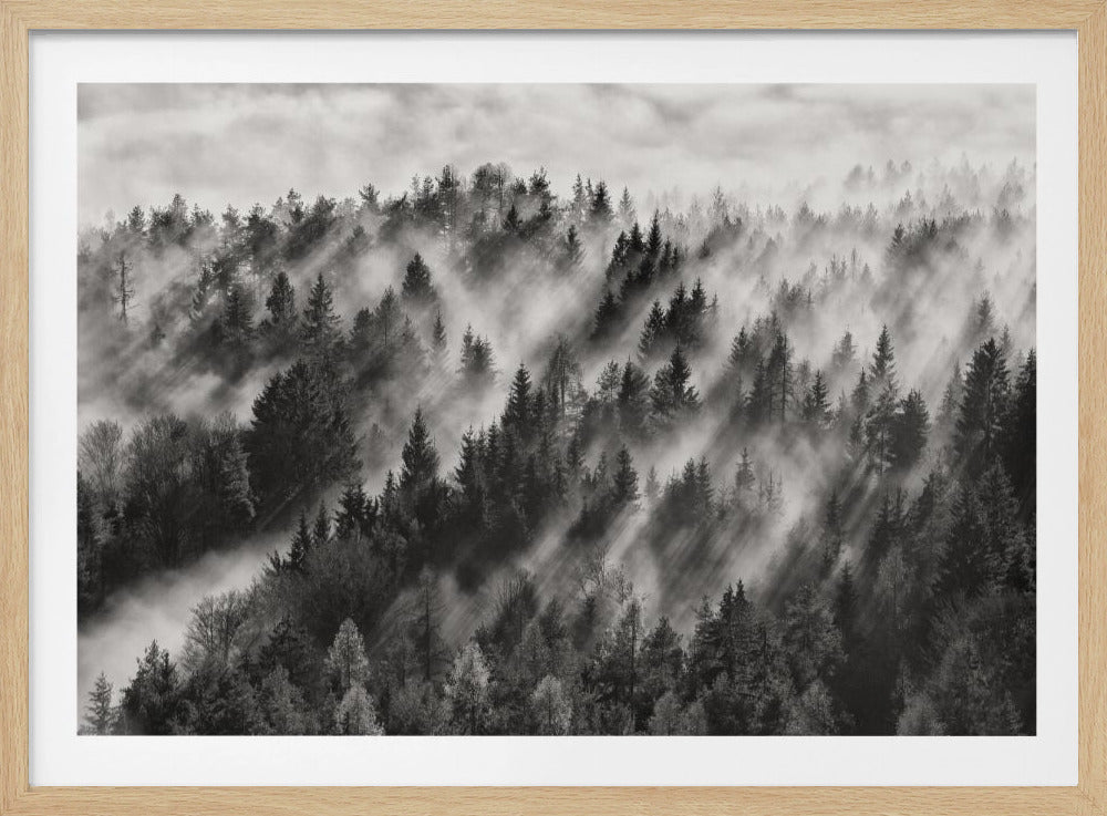 A dramatic black and white photograph of a dense hillside forest shrouded in thick fog. Beams of sunlight pierce through the mist, creating strong light rays across the landscape, all enclosed within a silver frame. Artwork