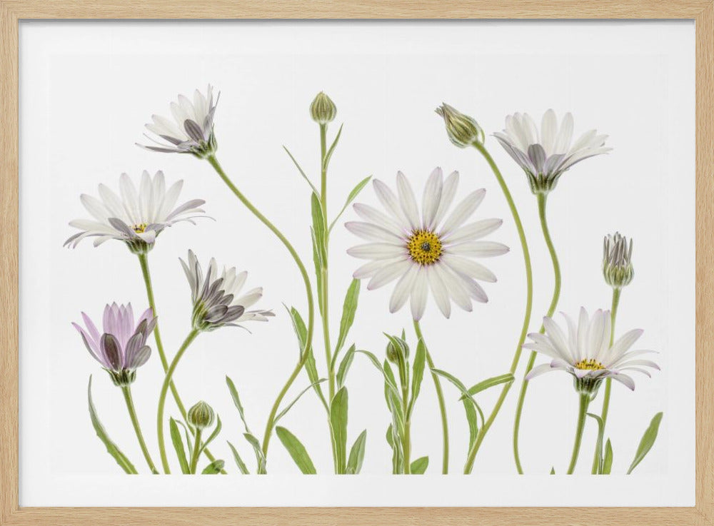 A botanical photograph of several white and light purple daisies with yellow centers on long green stems, arranged against a clean white background. The flowers are in various stages of bloom, from tight buds to fully open blossoms. The entire image is presented within a simple, light gray frame. Poster