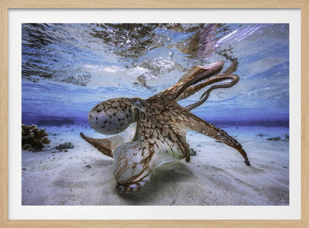 A framed, close-up underwater photograph of a brown and white patterned octopus swimming just above a sandy ocean floor. The water is a brilliant blue, with the rippling surface and sunlight visible from below. Poster