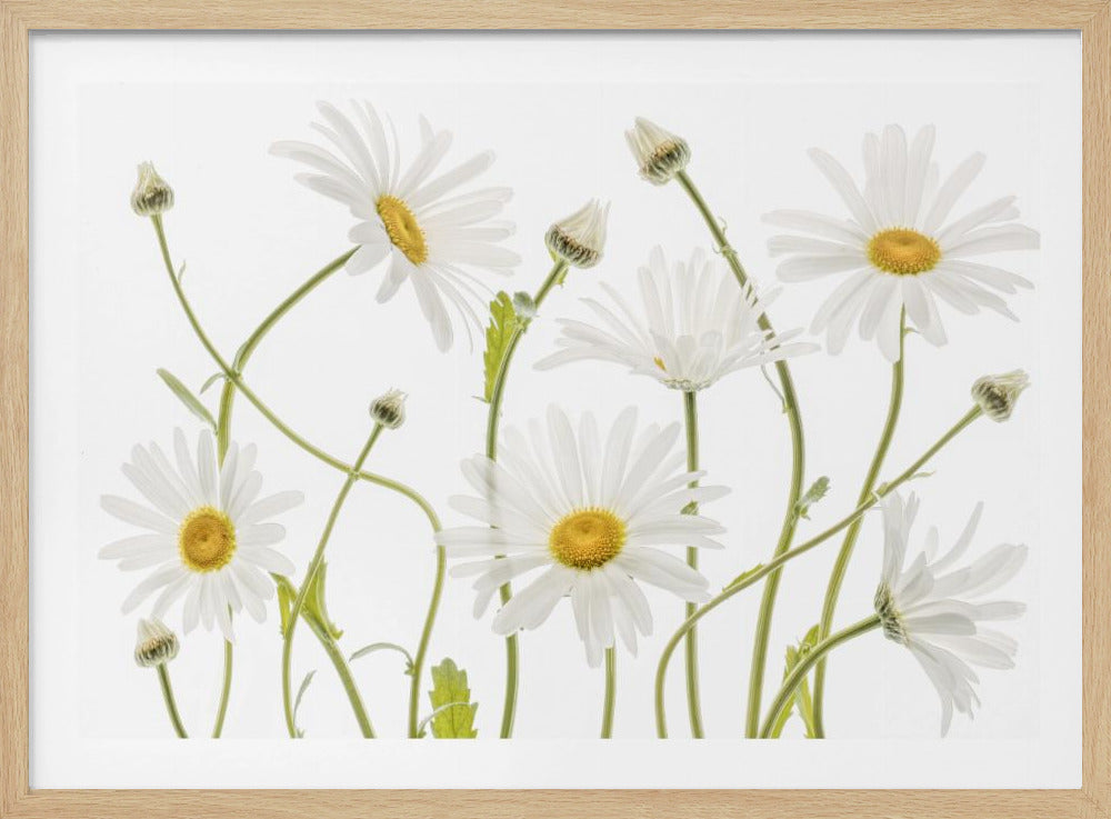 A framed piece of art featuring several white daisies with yellow centers and slender green stems against a clean white background. Some flowers are in full bloom while others are still buds. Wall Art