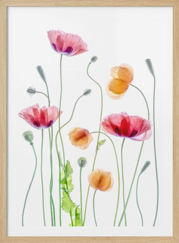 A framed artwork of various pink and orange poppies with delicate, translucent petals and long, thin green stems against a bright white background. Artwork