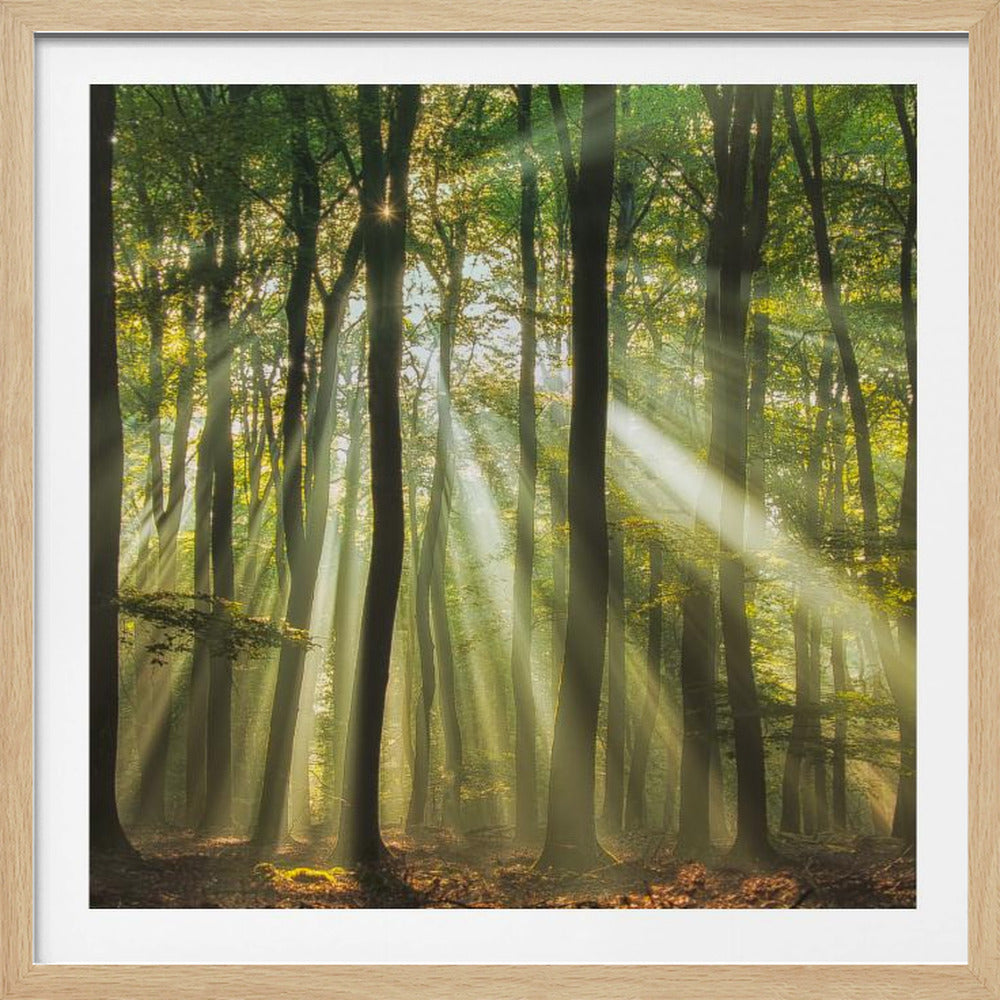 A magical forest scene where bright golden sunbeams slice through the morning mist, illuminating the tall, dark tree trunks and lush green canopy above, all framed by a light wood border. Artwork