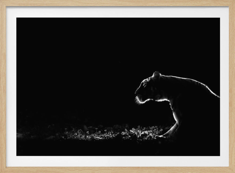 A dramatic black and white photograph of a tiger at night, captured in profile. A strong rim light outlines the silhouette of the tiger's head, back, and front leg against a pure black background, highlighting the texture of its fur as it stalks through low-lit foliage. The entire image is enclosed in a silver frame. Artwork