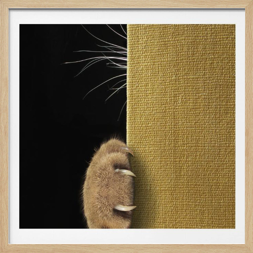 A minimalist close-up photo of a cat's furry brown paw with sharp claws extended, gripping the edge of a yellow textured wall. Above the paw, long white whiskers stand out against a solid black background. Decor