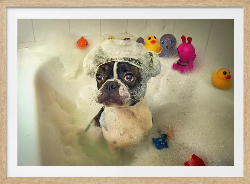 A humorous photo of a Boston Terrier wearing a clear shower cap while sitting in a bubble bath, surrounded by colorful rubber toys and looking at the camera. Artwork