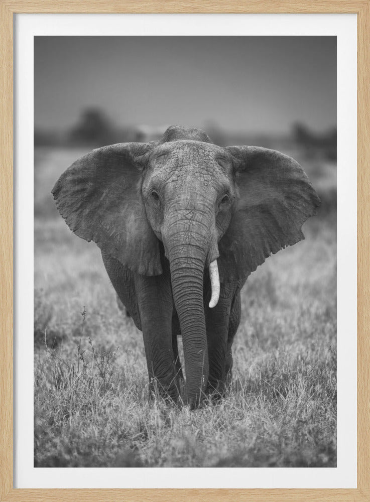 A framed, black and white close-up photograph of an African elephant walking directly towards the camera in a grassy savanna. The elephant's wrinkled skin and large ears are detailed, with one tusk prominently visible. The background is softly blurred, emphasizing the majestic presence of the animal. Poster
