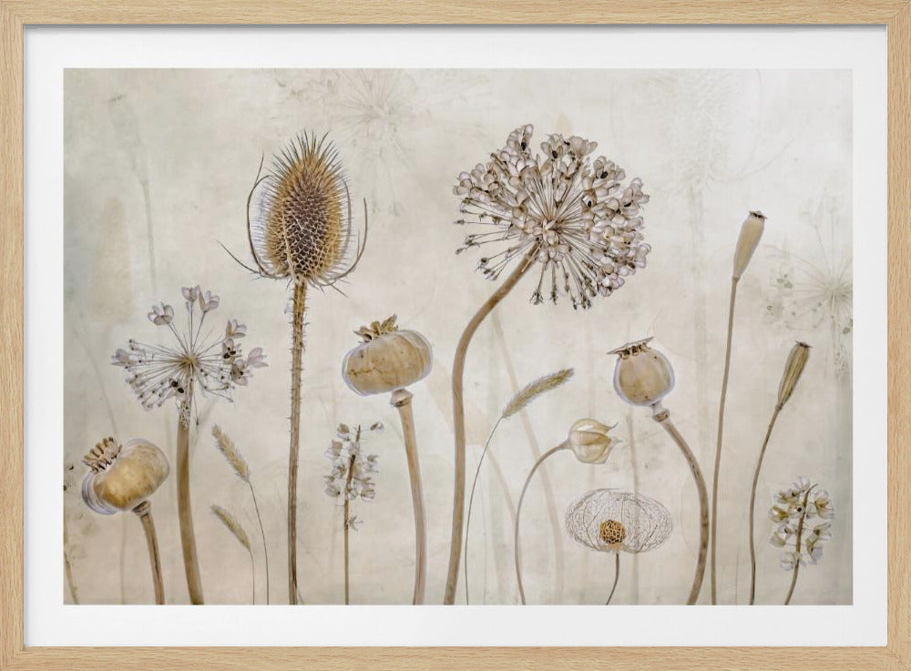 A framed botanical artwork featuring a variety of dried flower heads and seed pods in earthy brown and beige tones. The arrangement, which includes a prominent teasel, poppy pods, and a large allium, is set against a subtle, textured cream background. Print