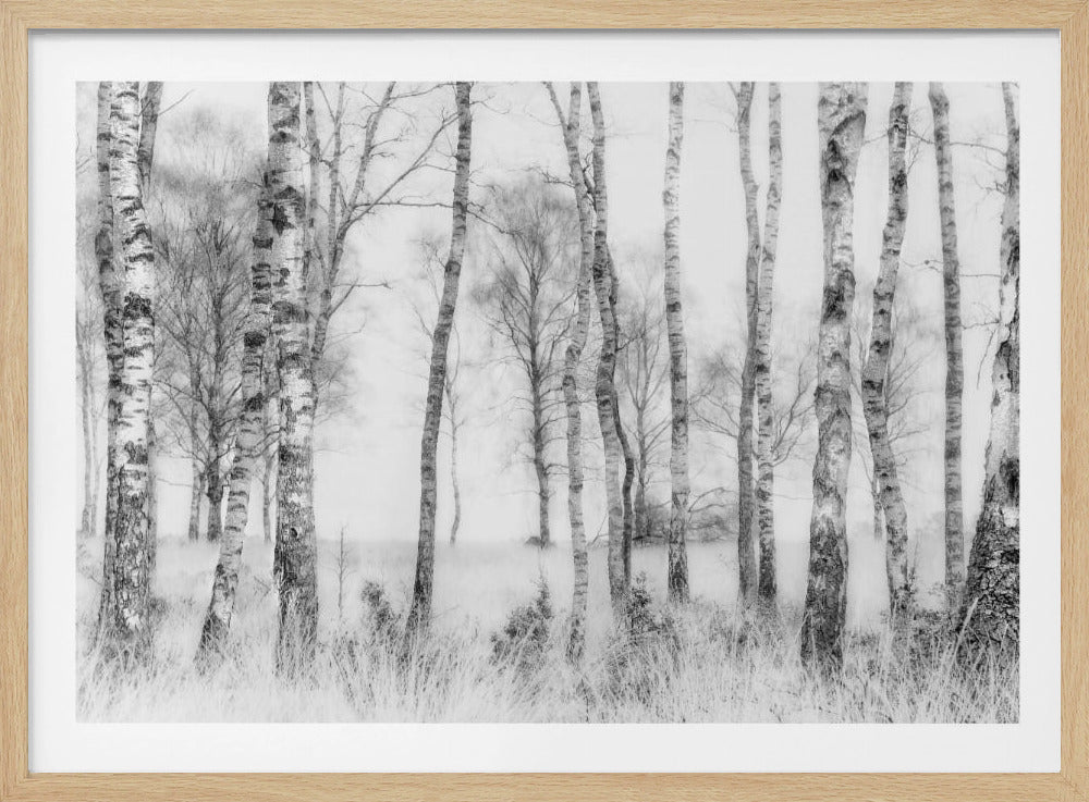 A framed black and white photograph of a misty birch forest. The distinctive white and black trunks of the trees stand in the foreground and recede into a foggy background, with tall, light-colored grass at their base. Decor