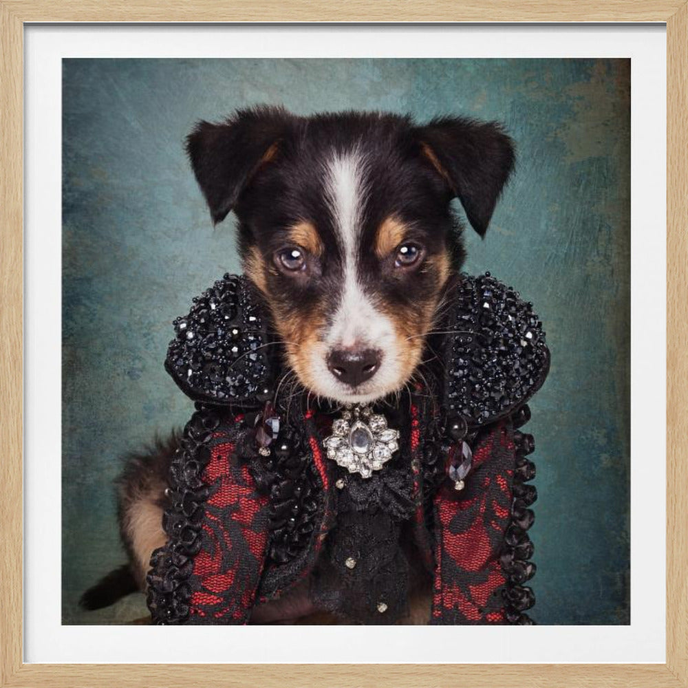A portrait of a small tricolor puppy wearing an elaborate black and red gothic-style cape with a high, beaded collar and a sparkling jeweled brooch, set against a dark teal background and enclosed in a light wood frame. Wall Art