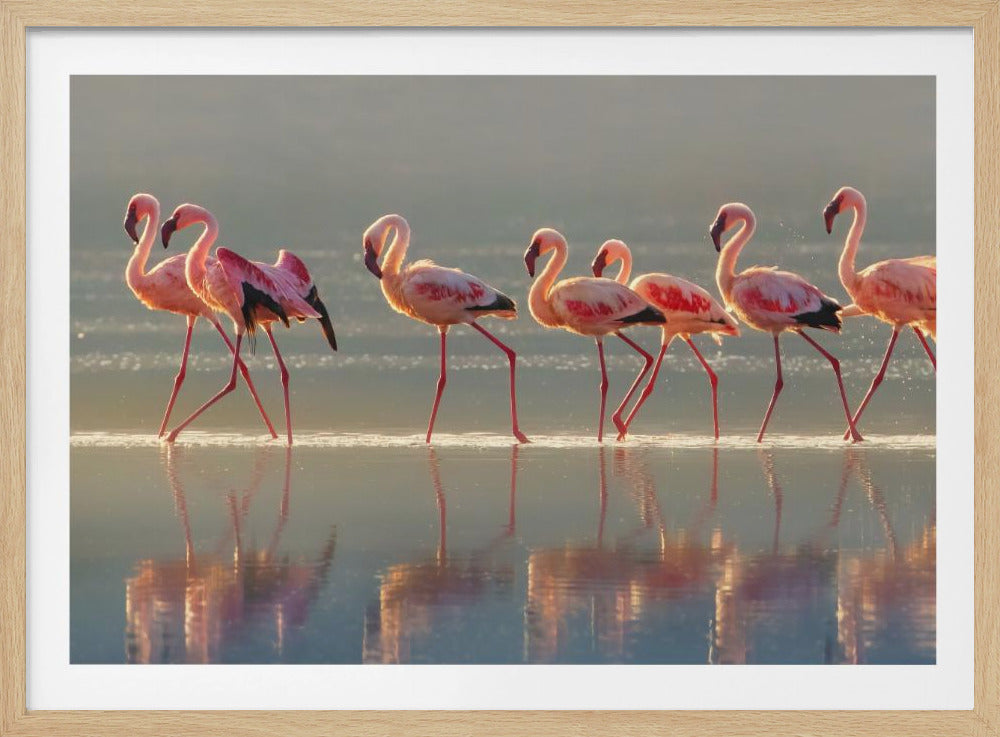 A photograph of a line of pink flamingos wading from left to right through shallow water, their reflections shimmering below them. The warm light of sunrise or sunset illuminates the scene, creating a soft glow on the birds and the water. Artwork