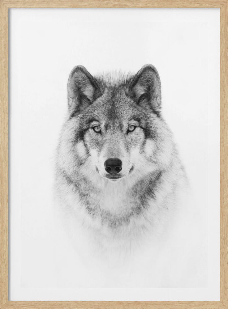 A framed black and white portrait of a gray wolf staring directly into the camera. The wolf's thick fur and intense gaze are highlighted against a stark white background, creating a powerful and minimalist composition. Wall Art