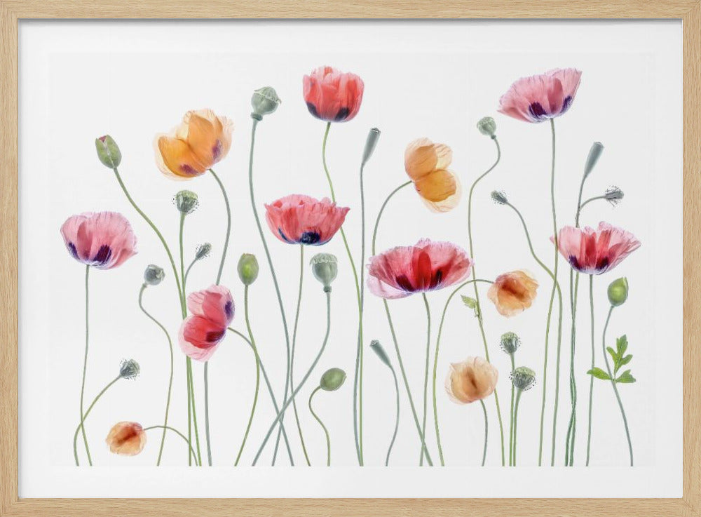 A delicate watercolor painting of a row of poppies in various shades of pink, red, and orange. The flowers and their green buds stand on long, thin stems against a clean white background, all within a silver-colored frame. Wall Art