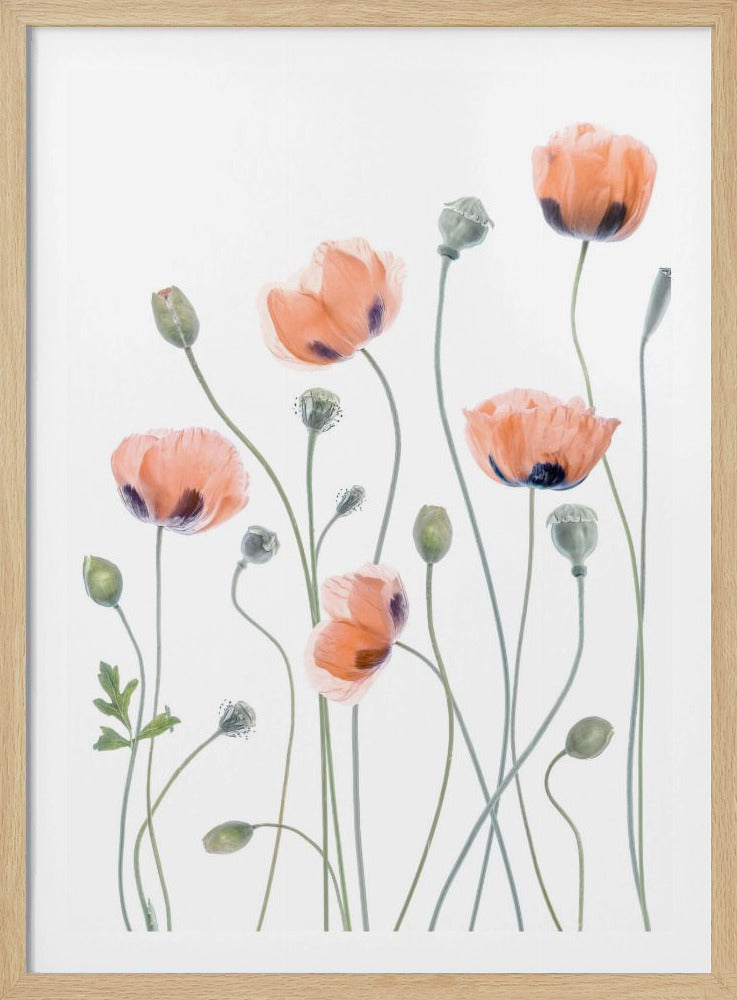 A delicate botanical artwork of several coral-colored poppies with dark centers on long, thin green stems, set against a bright white background and enclosed in a thin black frame. The composition includes blooming flowers, closed buds, and seed pods, rendered in a soft, almost translucent style. Print