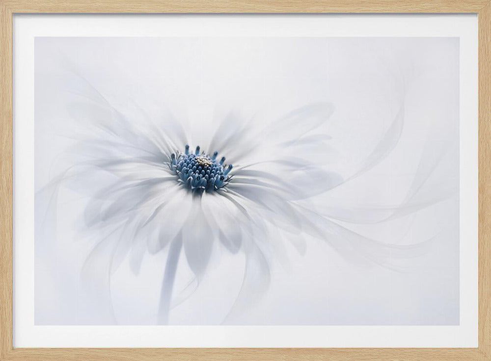 A soft focus, dreamlike close-up of a white flower with a vibrant blue center against a bright white background. The petals are translucent and appear to swirl away into ethereal wisps of light. The image is presented within a silver-colored frame. Wall Art
