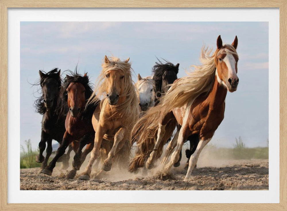 A dynamic shot of a herd of majestic horses with flowing manes and various coat colors, including pinto, palomino, and black, running at full gallop towards the viewer, kicking up dust in a dry, open field under a pale blue sky. Print