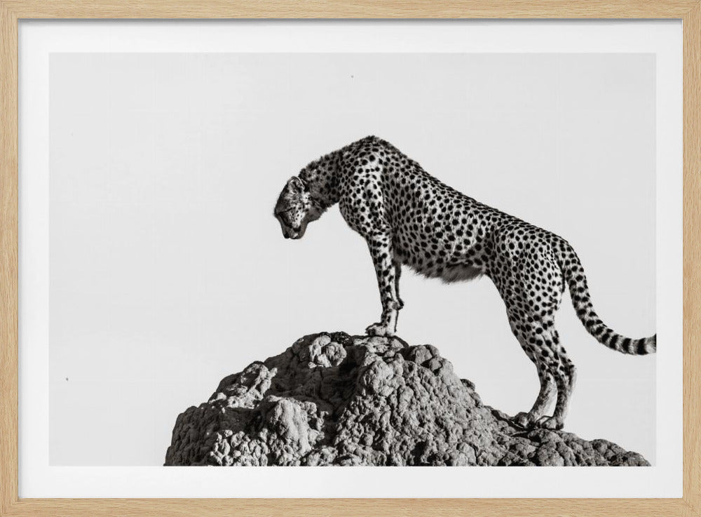 A high-contrast, black and white photograph of a cheetah standing atop a textured rock formation against a plain white background. The cheetah is shown in profile, looking downwards. The image is enclosed in a silver frame. Artwork