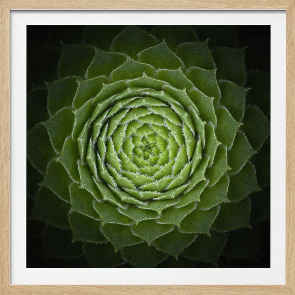 A close-up, top-down photograph of a vibrant green succulent, likely a Sempervivum, displaying a perfect spiral pattern of its fleshy, pointed leaves. The edges of each leaf are fringed with fine white hairs, and the plant is set against a dark, contrasting background, all enclosed in a light wood frame. Poster