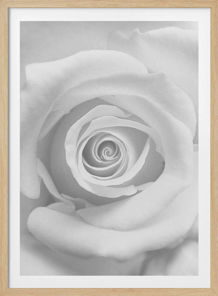 A stunning black and white close-up photograph of a rose, capturing the intricate spiral of its petals at the center, presented in a simple black frame. Artwork