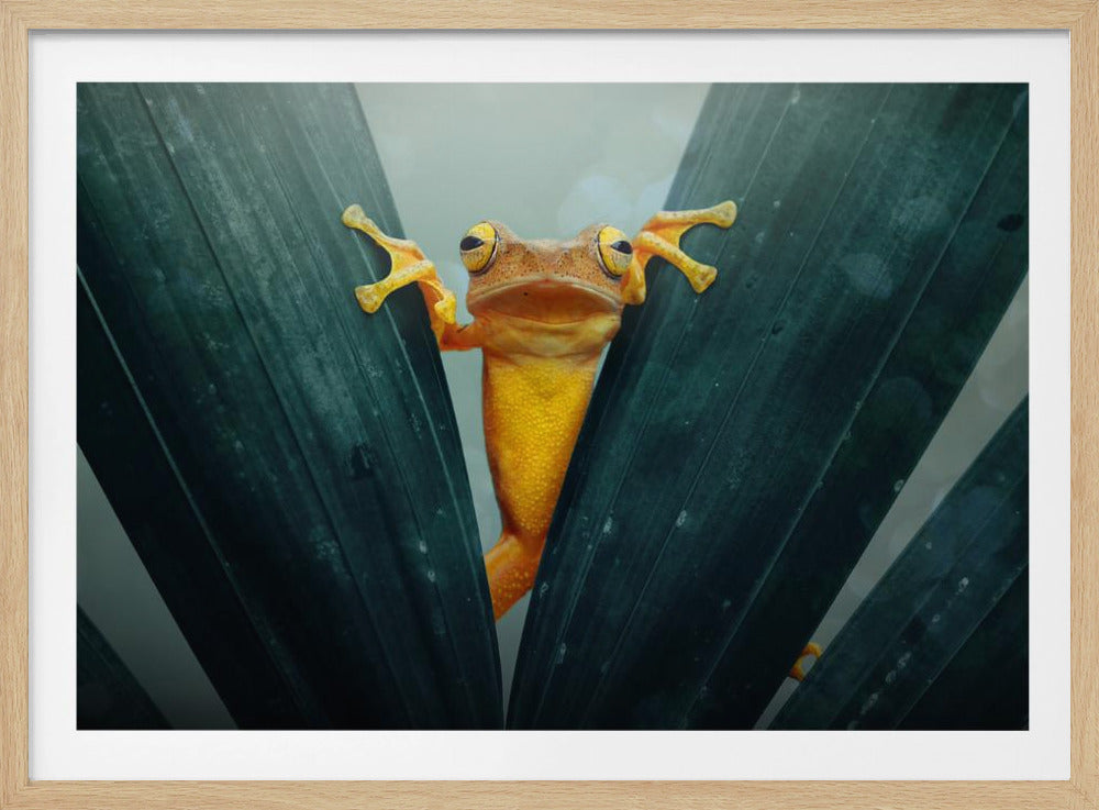 A close-up shot of a bright yellow tree frog peeking out from between two large, dark green tropical leaves. The frog is looking directly at the camera with large, curious eyes, its webbed feet spread apart as it holds onto the leaves. Print