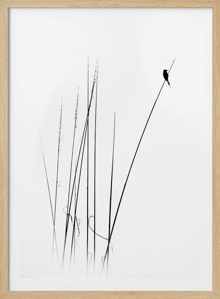 A minimalist black and white photograph of a bird's silhouette perched on top of a long, thin reed against a plain white background. Several other reeds stand in the foreground, creating a simple and serene composition. Wall Art