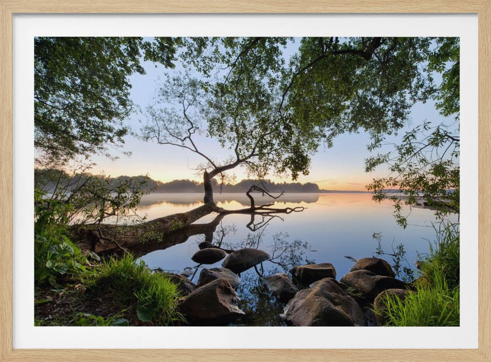 A tranquil lake scene at sunrise, viewed from a rocky, grassy shore. A uniquely shaped tree leans over the placid water, its perfect reflection visible on the surface. The early morning light casts a warm glow on the horizon, creating a peaceful and serene atmosphere. Poster
