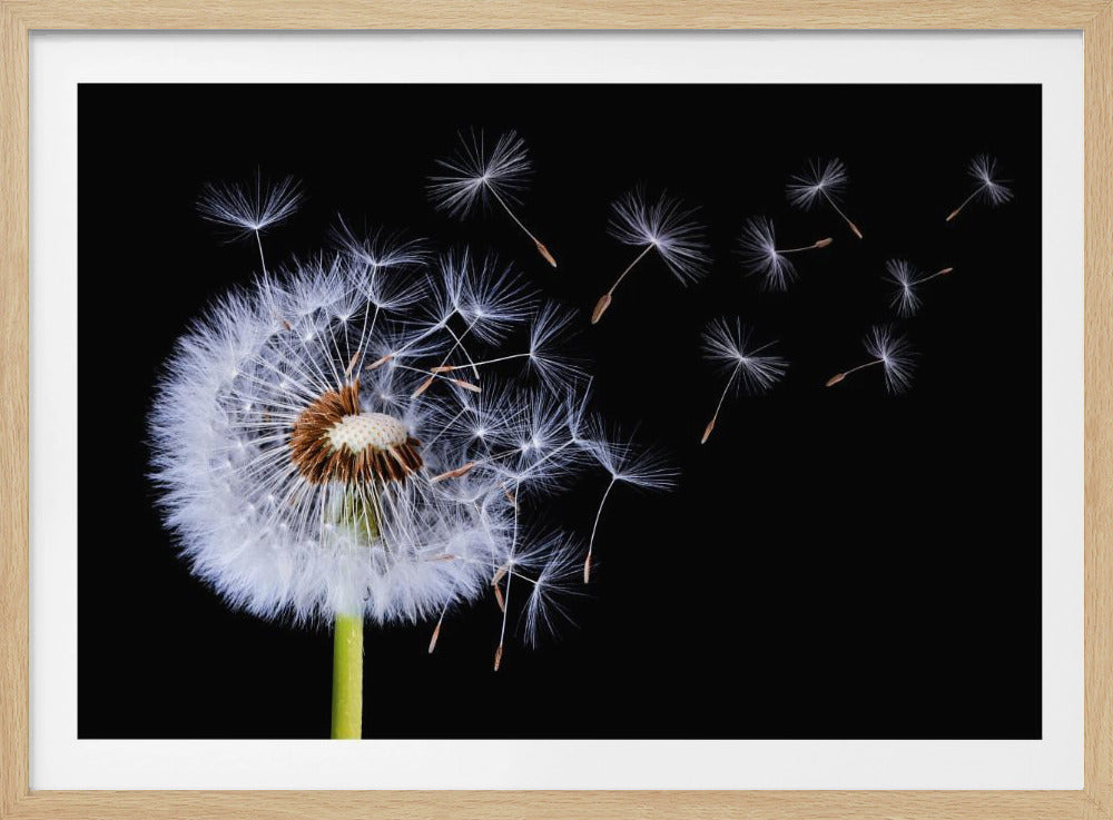 A close-up, framed photograph of a dandelion seed head against a stark black background, with its fluffy white seeds being carried away by an unseen wind. Wall Art