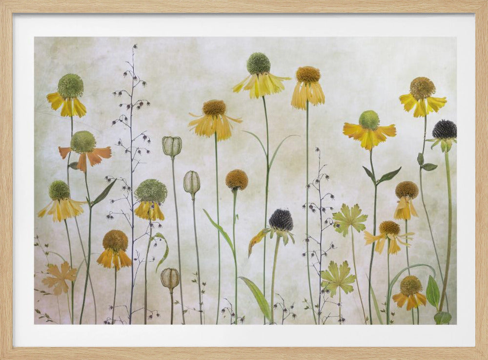 A collection of pressed wildflowers, primarily yellow and orange coneflowers with green and brown centers, arranged vertically against a textured, off-white background within a silver frame. Print