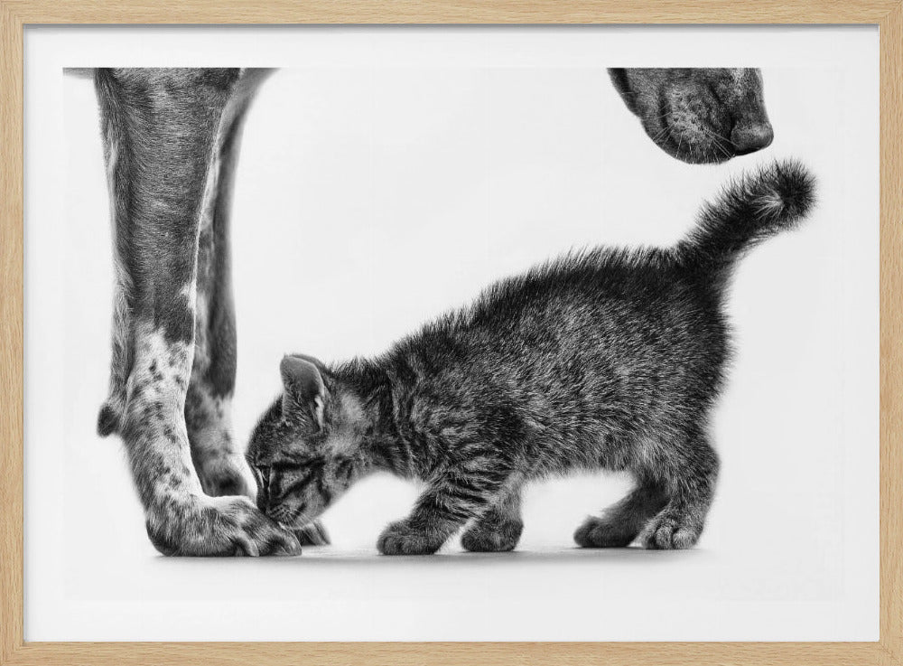 A framed, black and white photograph capturing a tender moment between a tiny, fluffy tabby kitten and a large dog. The kitten is smelling the dog's paw, while the dog's snout hovers above, all against a bright white background. Wall Art
