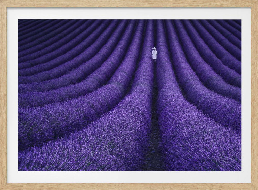 A high-angle photograph of a vast lavender field with the flowers planted in long, curving rows, creating a mesmerizing purple pattern. A single person wearing a white dress and a hat walks away from the camera down a path between the rows. The image is presented within a silver-colored frame. Artwork