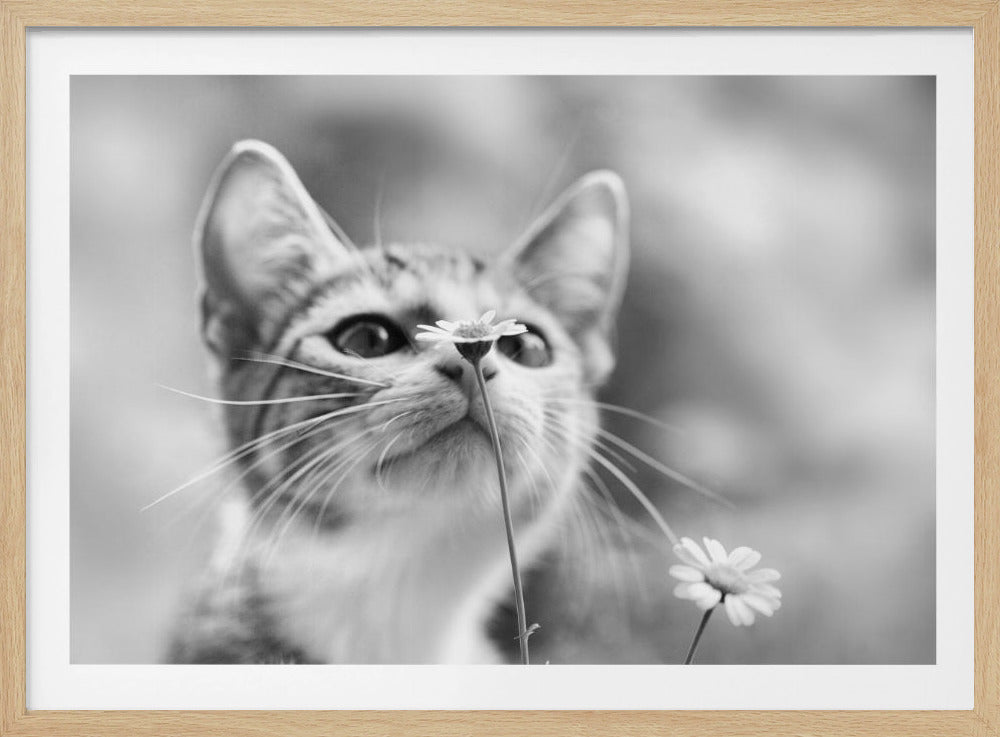 A close-up, black and white photograph of a young tabby cat curiously sniffing a small daisy. The cat is looking up at the flower, which is positioned directly in front of its nose. The background is softly blurred, creating a gentle and endearing atmosphere. The entire image is enclosed in a silver-colored frame. Artwork