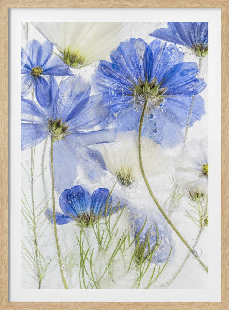 A close-up artistic photograph of blue and white cosmos flowers frozen within a block of clear ice. The flowers are viewed from multiple angles, with delicate petals and thin green stems suspended in the ice, surrounded by tiny air bubbles. Print