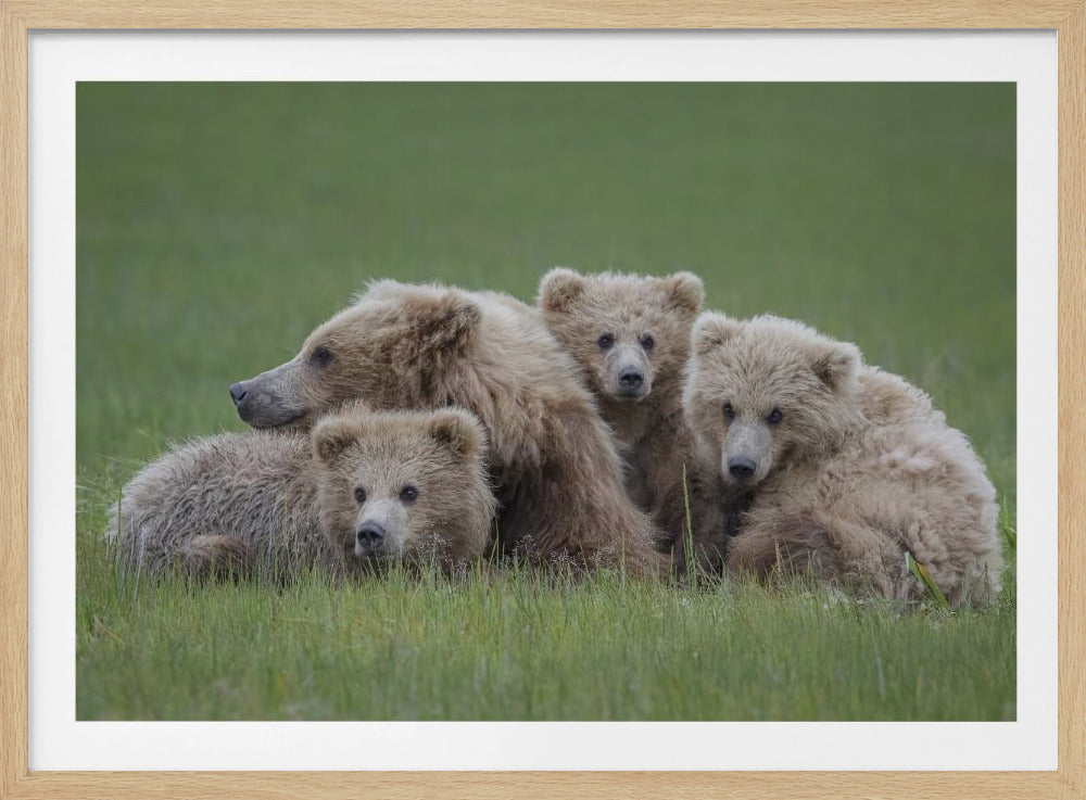 A mother brown bear and her three fluffy cubs huddle together in a lush green meadow, all framed in a simple silver border. Poster