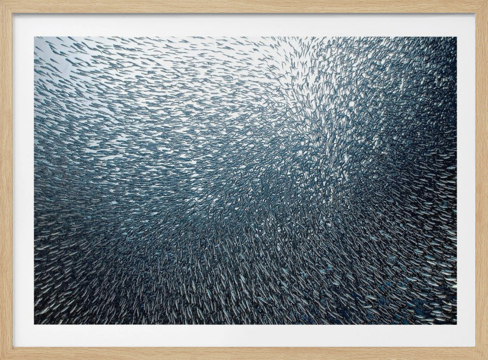A massive, swirling school of countless small, silvery fish underwater, creating a dense, textured pattern. The light source from above illuminates the upper part of the school against a bright background, which darkens to a deep blue in the lower part of the image. The entire artwork is presented within a silver frame. Decor