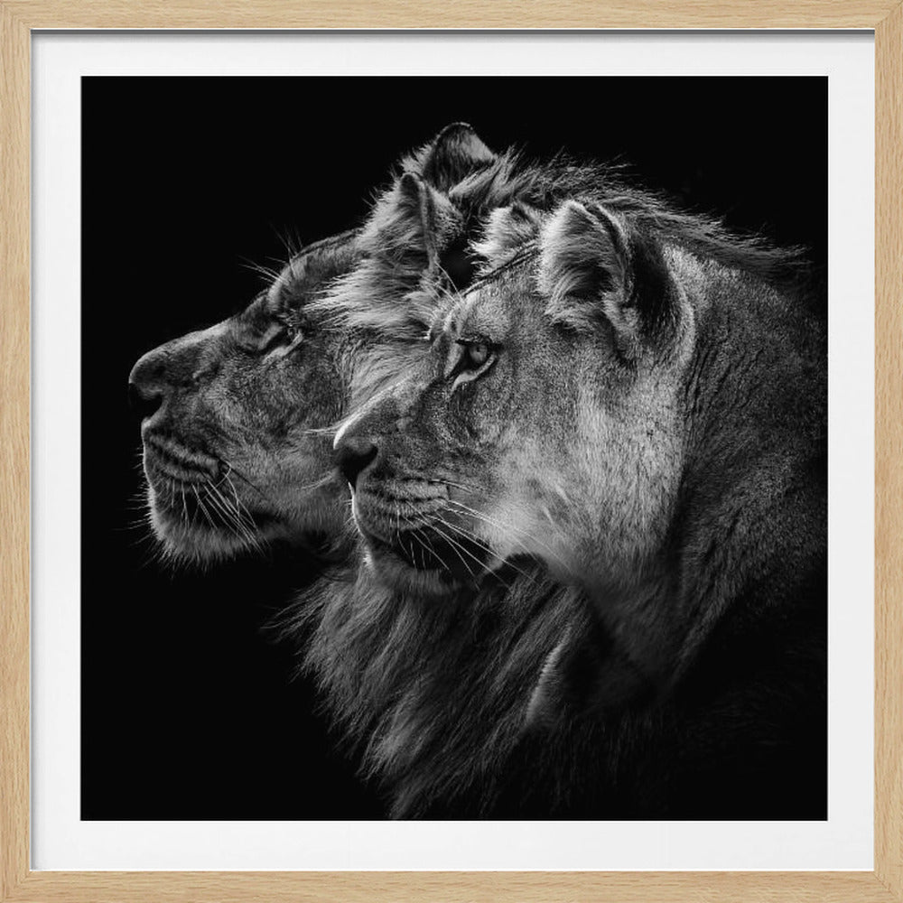 A dramatic black and white photograph in a light wood frame, capturing the side profiles of a lion and lioness positioned closely together, both gazing intently to the left against a pure black backdrop. Artwork
