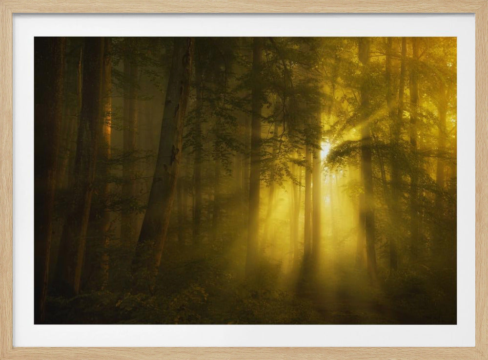 A landscape photograph of a dense, misty forest where golden sunbeams dramatically stream through the tall trees, illuminating the fog and creating a magical, ethereal atmosphere. The image is enclosed in a silver frame. Poster