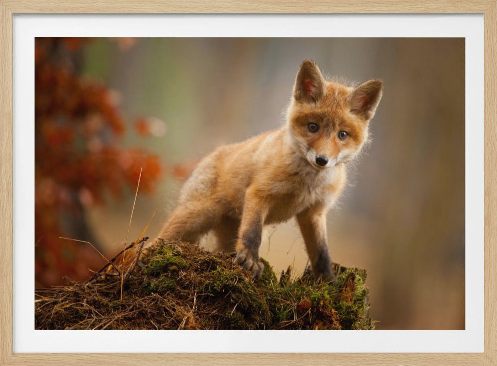 A framed, full-body photograph of a curious baby fox standing on a mossy stump in an autumn forest, looking directly into the camera. Wall Art